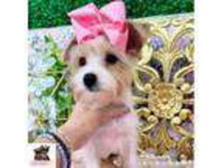 Yorkshire Terrier Puppy for sale in Fort Lauderdale, FL, USA