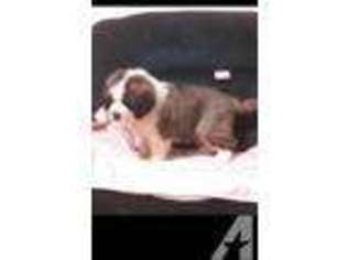 Saint Bernard Puppy for sale in GRAYVILLE, IL, USA