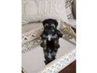 Yorkshire Terrier Puppy for sale in Mount Juliet, TN, USA