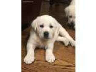 Labrador Retriever Puppy for sale in Florence, SC, USA