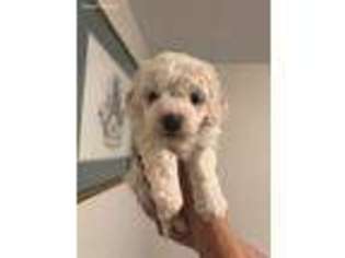 Bichon Frise Puppy for sale in Fiskdale, MA, USA
