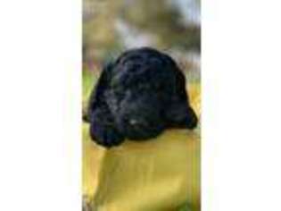 Labradoodle Puppy for sale in Port Lavaca, TX, USA