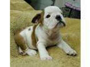 Bulldog Puppy for sale in Brookport, IL, USA