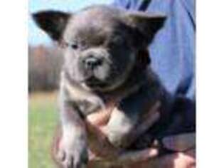 French Bulldog Puppy for sale in Galena, MO, USA