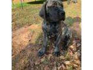 Mastiff Puppy for sale in Villa Rica, GA, USA