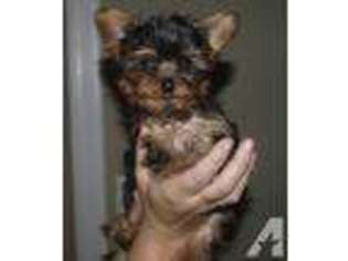 Yorkshire Terrier Puppy for sale in STROUDSBURG, PA, USA