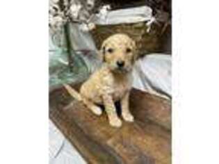 Goldendoodle Puppy for sale in Nakina, NC, USA