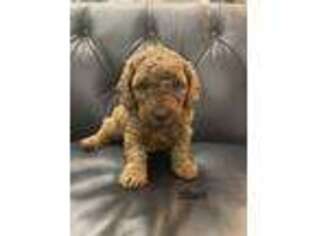 Goldendoodle Puppy for sale in Newcastle, OK, USA