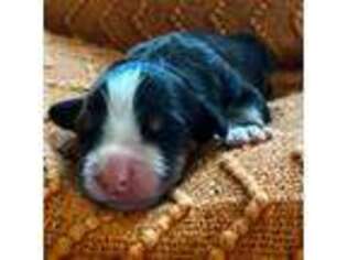 Bernese Mountain Dog Puppy for sale in Whitingham, VT, USA