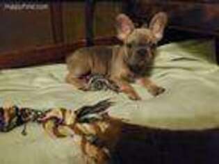 French Bulldog Puppy for sale in Carrier Mills, IL, USA