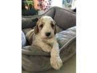 Goldendoodle Puppy for sale in Fort Smith, AR, USA