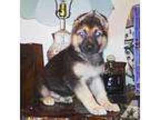 German Shepherd Dog Puppy for sale in MARTINEZ, CA, USA