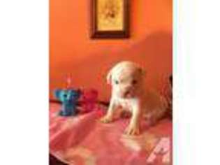 American Bulldog Puppy for sale in DINGMANS FERRY, PA, USA