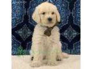 Labradoodle Puppy for sale in Beaumont, CA, USA