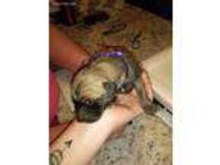 Great Dane Puppy for sale in Buckhannon, WV, USA