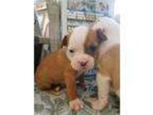 Bulldog Puppy for sale in North Haven, CT, USA