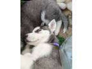 Siberian Husky Puppy for sale in Kennesaw, GA, USA