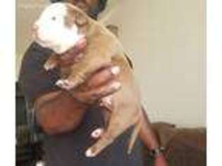 Alapaha Blue Blood Bulldog Puppy for sale in Garland, TX, USA