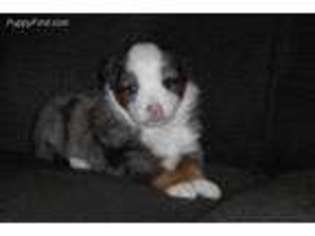 Miniature Australian Shepherd Puppy for sale in Scottsville, KY, USA