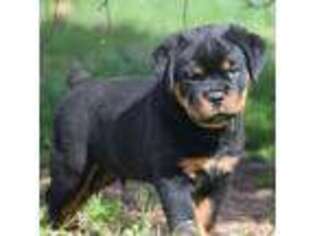 Full screen Photo #1 Rottweiler Puppy For Sale in Elkland, MO, USA