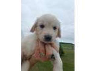 Golden Retriever Puppy for sale in West Liberty, OH, USA