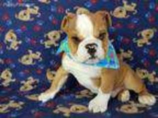 Bulldog Puppy for sale in North Collins, NY, USA