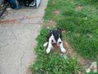 Great Dane Puppy for sale in RICHMOND, VA, USA