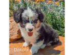 Pembroke Welsh Corgi Puppy for sale in Chapman, KS, USA