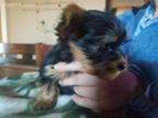 Yorkshire Terrier Puppy for sale in Van Wert, OH, USA