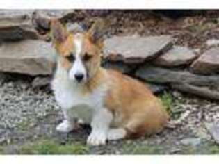 Pembroke Welsh Corgi Puppy for sale in Dundee, NY, USA