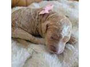 Mutt Puppy for sale in Daytona Beach, FL, USA