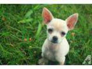 Chihuahua Puppy for sale in GUTHRIE, OK, USA