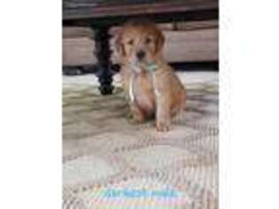 Golden Retriever Puppy for sale in Lyons, GA, USA