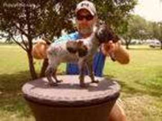 German Shorthaired Pointer Puppy for sale in Floresville, TX, USA