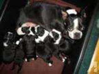 Boston Terrier Puppy for sale in FORT LAUDERDALE, FL, USA