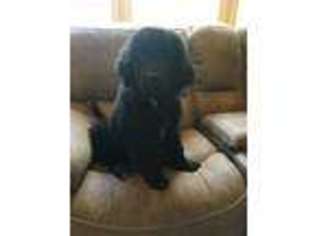 Newfoundland Puppy for sale in Corbin, KY, USA