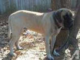 Mastiff Puppy for sale in SANFORD, NC, USA