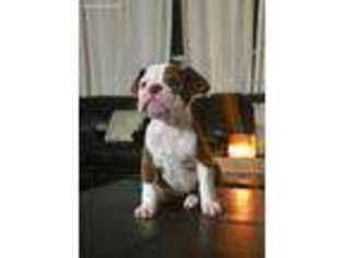 Alapaha Blue Blood Bulldog Puppy for sale in Charleston, SC, USA