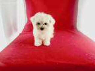 Maltese Puppy for sale in Thousand Oaks, CA, USA