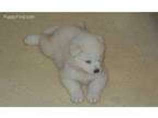 Samoyed Puppy for sale in Elmira, NY, USA