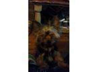 Yorkshire Terrier Puppy for sale in Galion, OH, USA