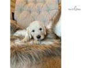 Labradoodle Puppy for sale in Charlotte, NC, USA