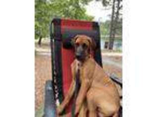 Rhodesian Ridgeback Puppy for sale in Rockwell, NC, USA