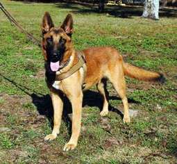 Belgian Malinois Puppy for sale in Homosassa, FL, USA