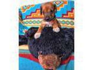 Rhodesian Ridgeback Puppy for sale in Granite Falls, NC, USA