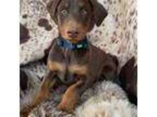 Doberman Pinscher Puppy for sale in Sylacauga, AL, USA