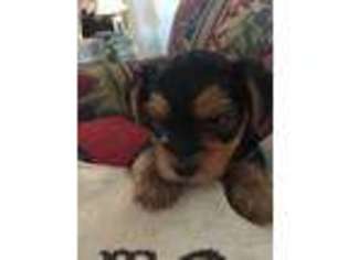 Yorkshire Terrier Puppy for sale in Silver Point, TN, USA