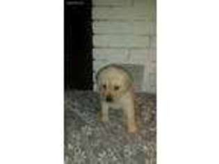 Labrador Retriever Puppy for sale in Newport, AR, USA