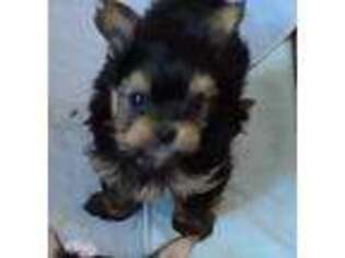 Yorkshire Terrier Puppy for sale in Ireton, IA, USA