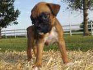 Boxer Puppy for sale in Chilhowee, MO, USA